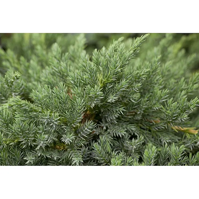 Pflanzen für dich Kriechwacholder 15-20 cm - Juniperus squamata 'Blue Carpet' - Nahaufnahme von dichtem, stacheligem grünem Nadelwerk einer immergrünen Pflanze.