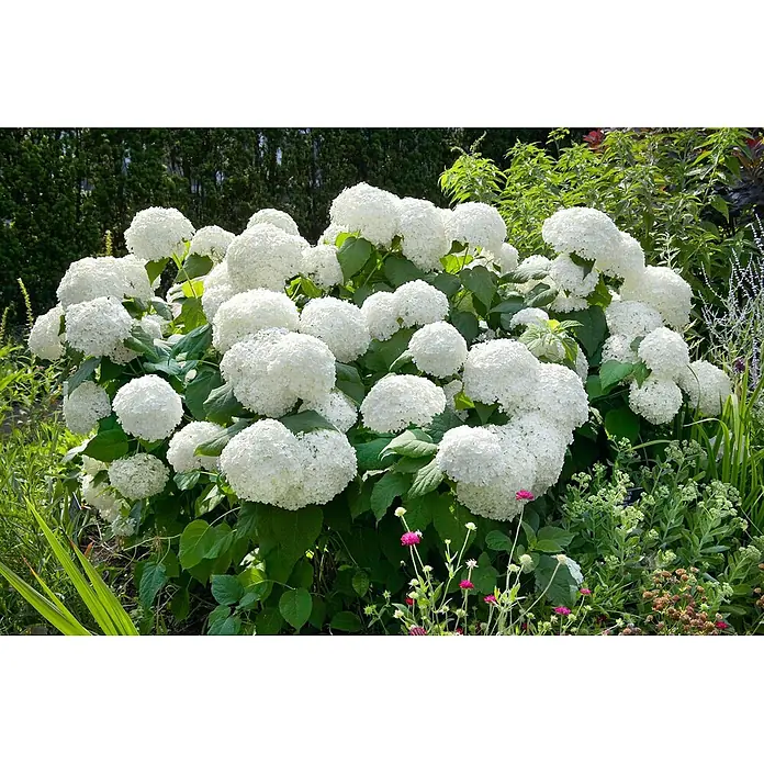 Pflanzen für dich Ballhortensie 40-60 cm - Hydrangea arborescens 'Grandiflora', Weiß - Üppiger Busch weißer Hortensien mit großen, kugelförmigen Blüten in einem lebhaften Garten.
