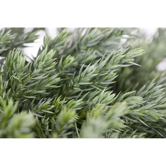 Pflanzen für dich Kriechwacholder 15-20 cm - Juniperus squamata 'Blue Carpet' - Nahaufnahme von dichtem, leuchtend grünem, nadelartigem Laub einer immergrünen Pflanze. Die scharfen, stacheligen Blätter bilden eine strukturierte Oberfläche.