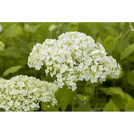 Pflanzen für dich  Ballhortensie 100-125 cm