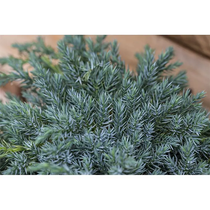 Pflanzen für dich Kriechwacholder 15-20 cm - Juniperus squamata 'Blue Carpet' - Lebhaft blauer-grüner Wacholderbusch mit scharfen, stacheligen Nadeln und kleinen, glänzenden Wassertropfen.