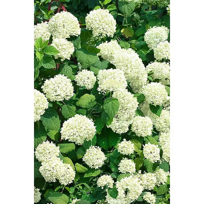 Pflanzen für dich Ballhortensie 100-125 cm - Hydrangea arborescens 'Lime Rickey', Grün - Üppige weiße Hortensienblüten inmitten von leuchtend grünen Blättern.