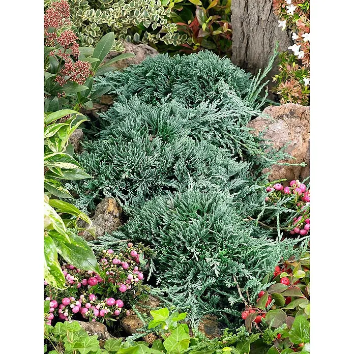 Pflanzen für dich Kriechwacholder 20-25 cm - Juniperus horizontalis 'Icee Blue' - Kompakter blaugrüner 'Blue Star'-Wacholder in einem lebendigen Steingarten mit anderen Pflanzen.