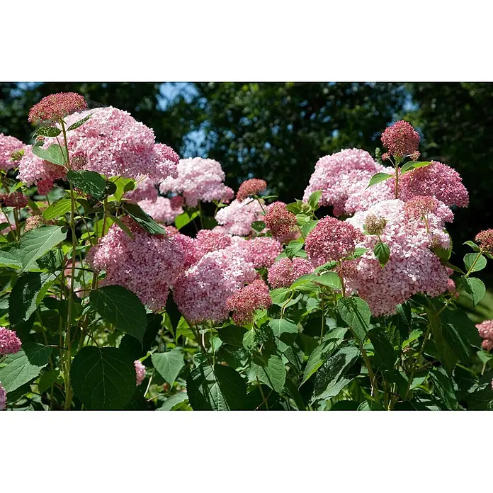 Pflanzen für dich Ballhortensie 100-125 cm - Hydrangea arborescens 'Pink Annabelle', Rosa - Lebendige pinke Hortensien mit zahlreichen, dichten Blütenköpfen in voller Blüte.