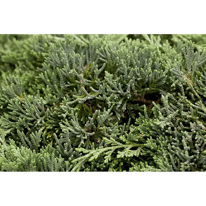 Pflanzen für dich Kriechwacholder 20-25 cm - Juniperus horizontalis 'Icee Blue' - Nahaufnahme von dichtem, texturiertem grünem Nadelgewächs.
