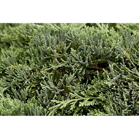 Pflanzen für dich  Kriechwacholder 20-25 cm