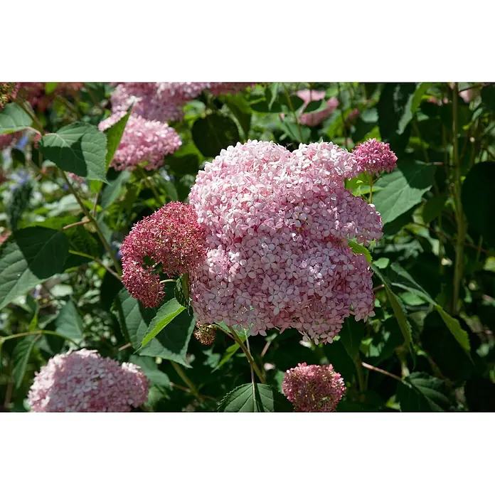 Pflanzen für dich Ballhortensie 100-125 cm - Hydrangea arborescens 'Pink Annabelle', Rosa - Leuchtend rosa Hortensien blühen an einem Strauch, mit dunkleren rosa Knospen und grünem Laub.