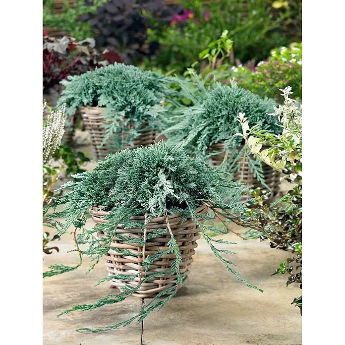 Pflanzen für dich Kriechwacholder 20-25 cm - Juniperus horizontalis 'Icee Blue' - Drei blau-grüne Wacholderpflanzen in geflochtenen Weidenkörben auf einer gepflasterten Terrasse im Garten.