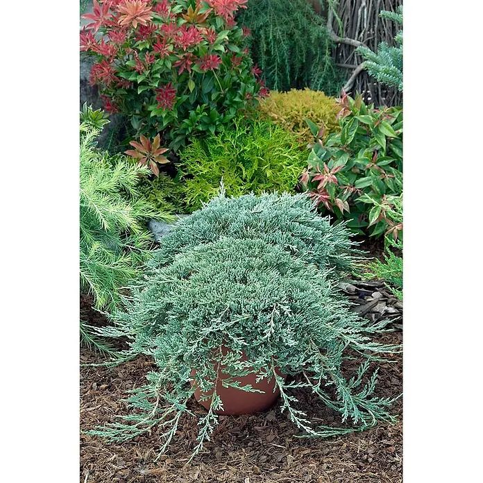 Pflanzen für dich Kriechwacholder 20-25 cm - Juniperus horizontalis 'Icee Blue' - Blaugrüner Wacholder in einem Terrakottatopf, gedeiht in einer Gartenumgebung mit verschiedenen Pflanzen und Mulch.