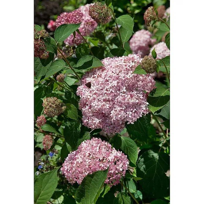 Pflanzen für dich Ballhortensie 100-125 cm - Hydrangea arborescens 'Pink Annabelle', Rosa - Rosa Hortensienblüten in voller Blüte in einem üppigen Garten, umgeben von grünen Blättern und Knospen.