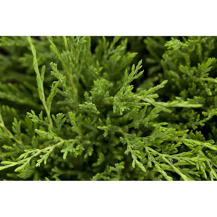 Pflanzen für dich Kriechwacholder 20-30 cm - Juniperus horizontalis 'Andorra Compact' - Nahaufnahme von leuchtend hellgrünem Koniferenlaub mit dichten, schuppenartigen Blättern und feiner Verzweigung.