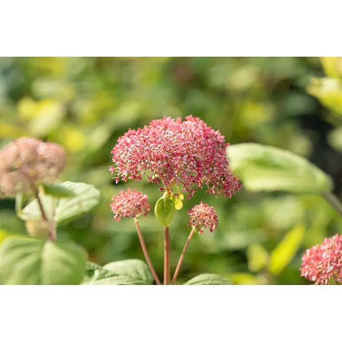 Pflanzen für dich Ballhortensie 100-125 cm - Hydrangea arborescens 'Pink Annabelle', Rosa - Nahaufnahme leuchtend rosa, hortensienähnlicher Blüten.