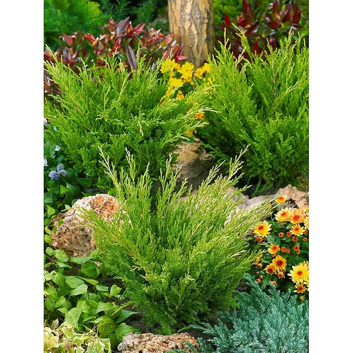 Pflanzen für dich Kriechwacholder 20-30 cm - Juniperus horizontalis 'Andorra Compact' - Leuchtend grüne, buschige immergrüne Sträucher gedeihen in einer vielfältigen Gartenlandschaft mit bunten Begleitpflanzen.