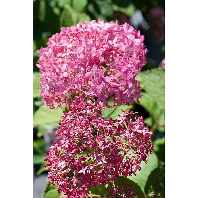 Pflanzen für dich Ballhortensie 100-125 cm - Hydrangea arborescens 'Pink Annabelle', Rosa - Zwei Büschel leuchtend rosa Hortensienblüten, eines größer und heller, das andere kleiner und dunkler.
