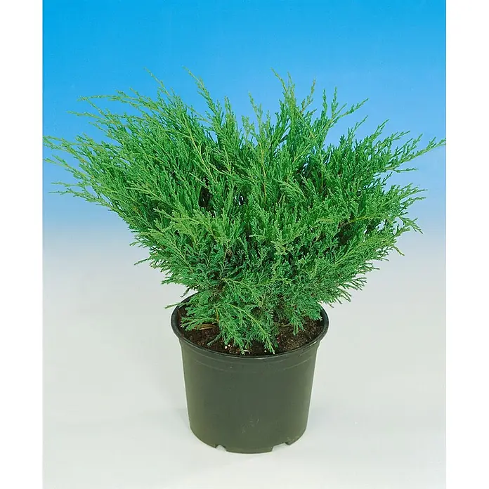 Pflanzen für dich Kriechwacholder 20-30 cm - Juniperus horizontalis 'Andorra Compact' - Kompakter grüner immergrüner Strauch in einem schwarzen Kunststoff-Pflanztopf.
