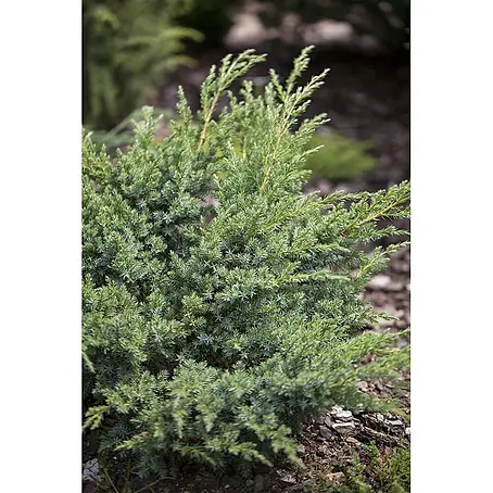 Pflanzen für dich  Kriechwacholder 20-30 cm
