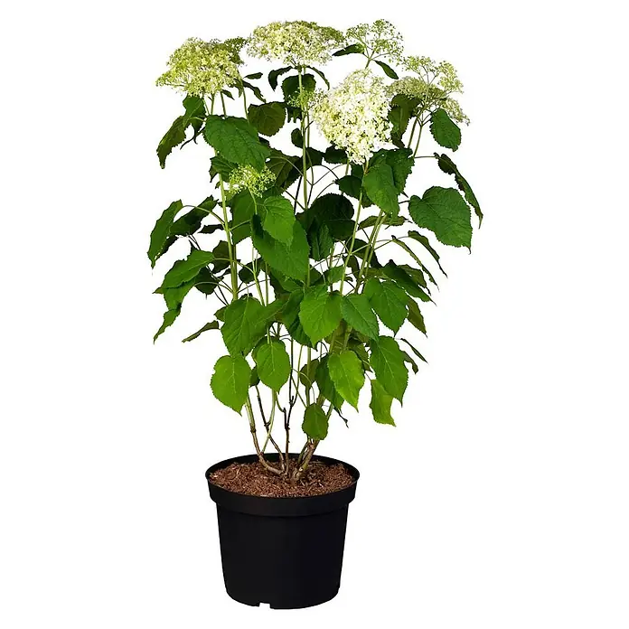 Pflanzen für dich Ballhortensie 40-60 cm - Hydrangea arborescens 'Annabelle', Weiß - Weiß blühende Hortensienpflanze mit grünem Laub in schwarzem Topf.