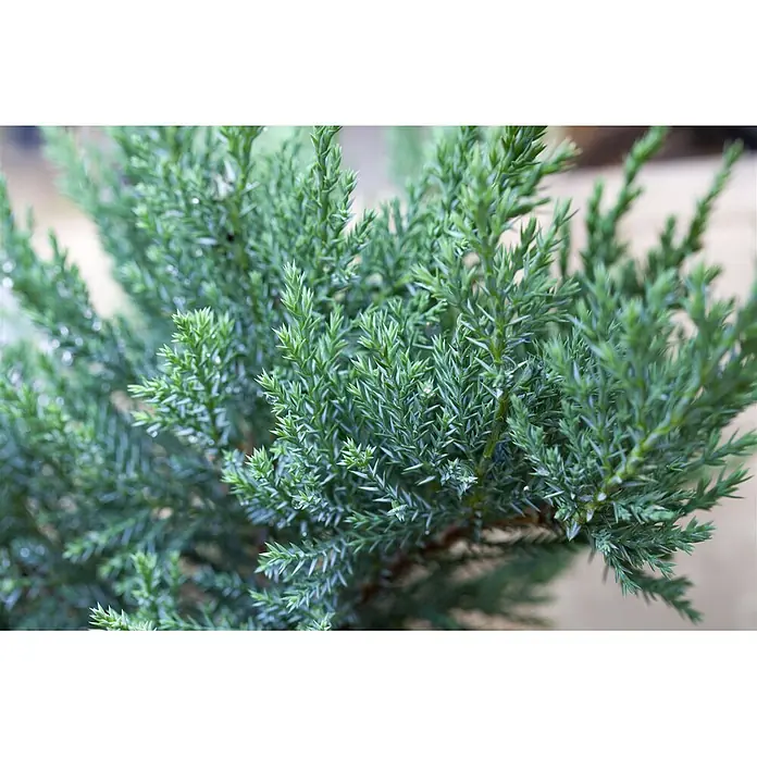 Pflanzen für dich Kriechwacholder 30-40 cm - Juniperus sabina 'Tam No Blight' - Dichtes blaugrünes Nadel Laub einer Immergrünpflanze, mit sichtbaren Wassertropfen.