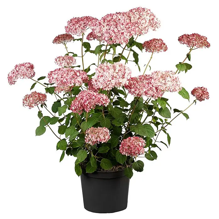 Pflanzen für dich Ballhortensie 40-60 cm - Hydrangea arborescens 'Pink Annabelle', Rosa - Topf-Hortensie mit vielen rosafarbenen, konischen Blütenständen und grünen Blättern in einem schwarzen Behälter.
