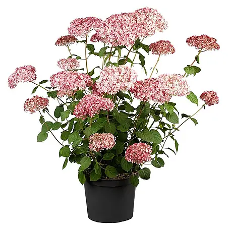 Pflanzen für dich  Ballhortensie 40-60 cm