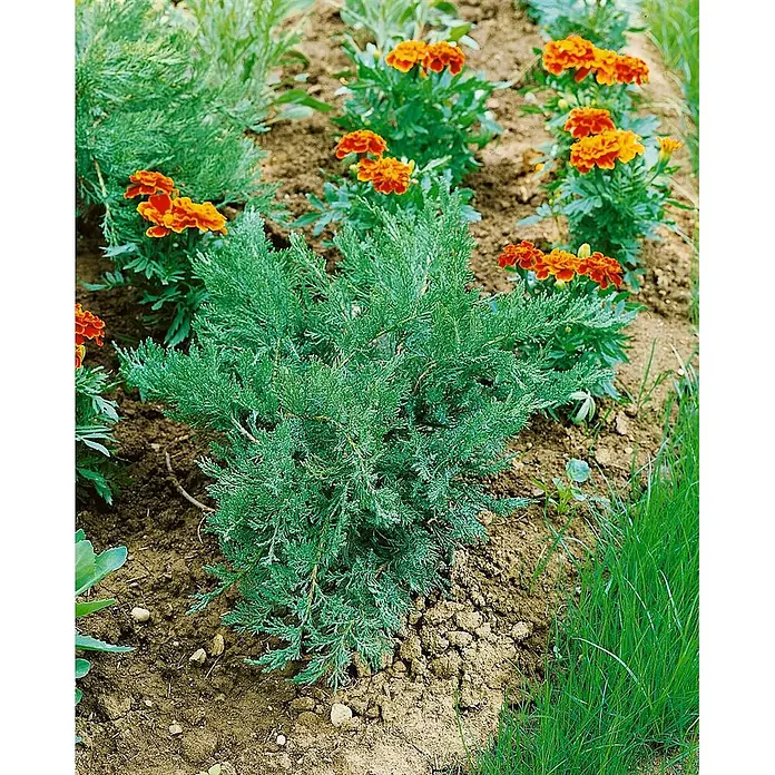 Pflanzen für dich Kriechwacholder 30-40 cm - Juniperus sabina 'Tam No Blight' - Niedriger, blaugrüner Koniferenstrauch in einem Blumenbeet, umgeben von leuchtend orangefarbenen Studentenblumen und Erde.