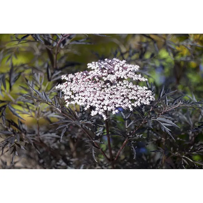 Pflanzen für dich Schwarzer Holunder Schwarzer Holunder - Sambucus nigra 'Black Lace', Rosa, Aktuelle Wuchshöhe: 80 cm - 100 cm - Eine dunkelblättrige Zierpflanze mit flachen Dolden kleiner weißer und rosa Blüten.