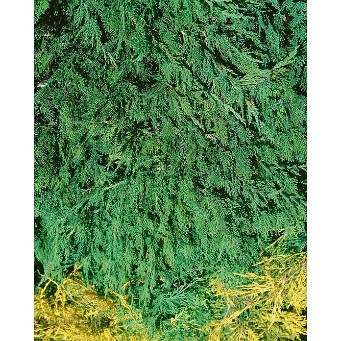 Pflanzen für dich Kriechwacholder 30-40 cm - Juniperus sabina 'Tam No Blight' - Leuchtend grünes und gelbes immergrünes Laub mit feinen, strukturierten Schuppen.