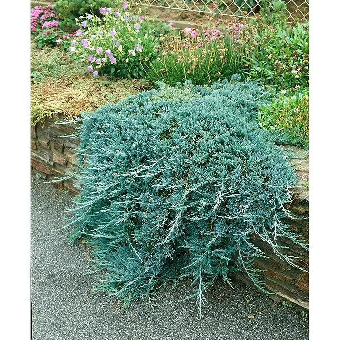 Pflanzen für dich Kriechwacholder 20-30 cm - Juniperus horizontalis 'Glauca' - Blaugrüner Kriechwacholder, der über eine steinerne Gartenmauer neben einem Weg hängt. Andere Gartenpflanzen sind im Hintergrund sichtbar.