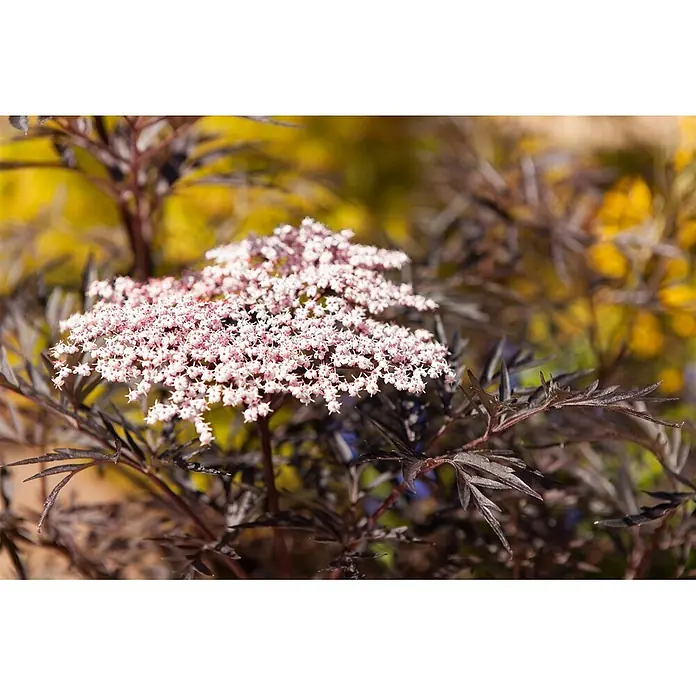 Pflanzen für dich Schwarzer Holunder Schwarzer Holunder - Sambucus nigra 'Black Lace', Rosa, Aktuelle Wuchshöhe: 80 cm - 100 cm - Schwarzer Holunder 'Black Lace' mit zarten rosa Blüten und dunklen, tief geschlitzten Blättern.