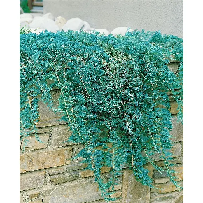 Pflanzen für dich Kriechwacholder 20-30 cm - Juniperus horizontalis 'Glauca' - Ausladende blaugrüne Konifere mit kleinen Beeren, die über eine mehrfarbige Steinmauer rankt.