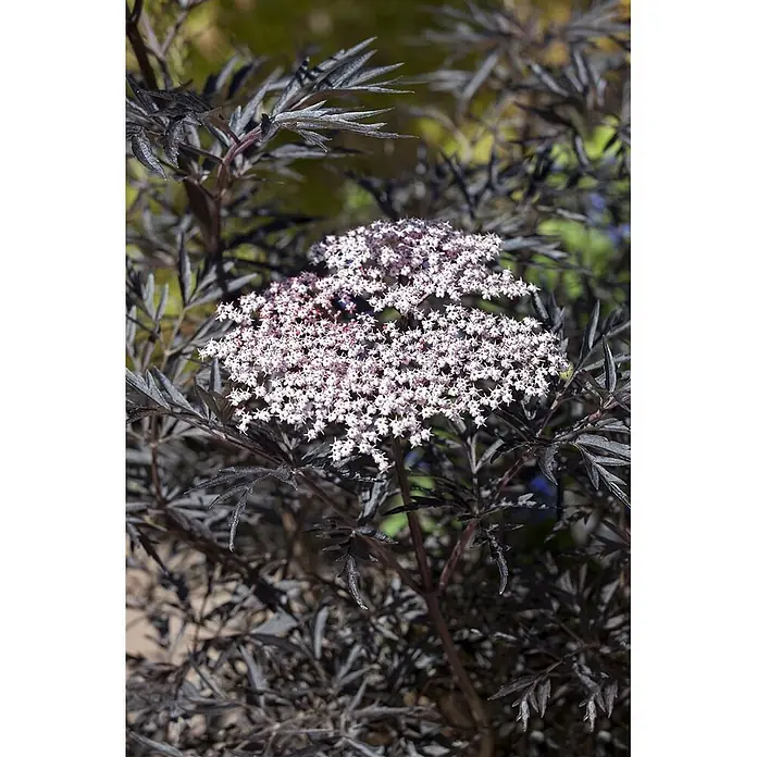 Pflanzen für dich Schwarzer Holunder Schwarzer Holunder - Sambucus nigra 'Black Lace', Rosa, Aktuelle Wuchshöhe: 80 cm - 100 cm - Dunkelblättriger Holunder mit Blütenständen aus kleinen, hellrosa bis weißen Blüten in einem Garten.