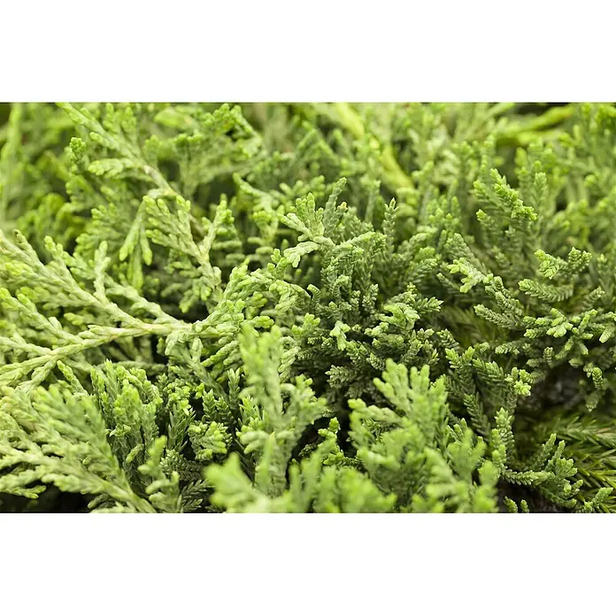 Pflanzen für dich Kriechwacholder 20-30 cm - Juniperus horizontalis 'Glauca' - Dichtes, leuchtend grünes Nadelgehölz mit feiner, federartiger Textur.