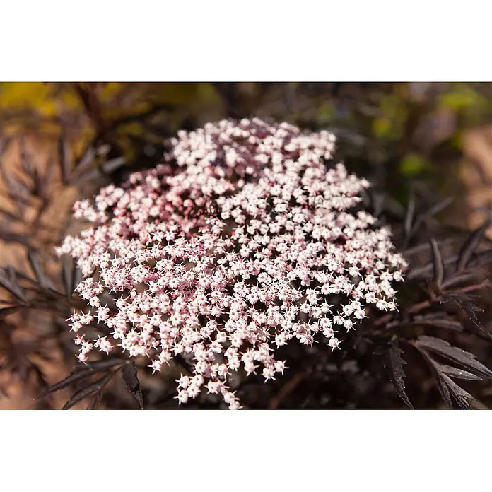 Pflanzen für dich Schwarzer Holunder Schwarzer Holunder - Sambucus nigra 'Black Lace', Rosa, Aktuelle Wuchshöhe: 80 cm - 100 cm - Dichte Gruppe kleiner, blassrosa Blüten mit dunklen Zentren, umgeben von tief dunkelvioletten Blättern.