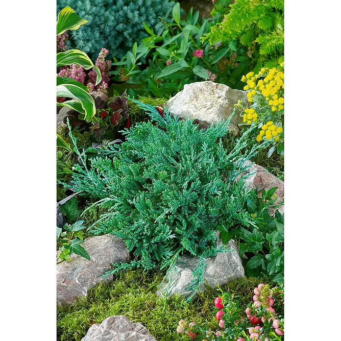 Pflanzen für dich Kriechwacholder 20-30 cm - Juniperus horizontalis 'Glauca' - Kompakter blauer Stern Wacholder mit bläulich-grünen Nadeln, eingebettet in einen Steingarten mit anderen Pflanzen.