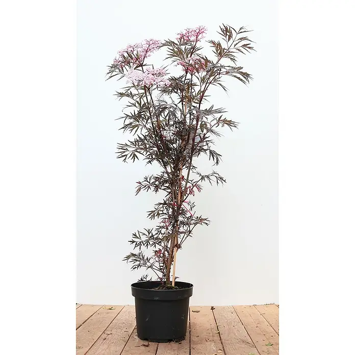 Pflanzen für dich Schwarzer Holunder 60-80 cm - Sambucus nigra 'Black Lace', Rosa, Aktuelle Wuchshöhe: 60 cm - 80 cm - Topfpflanze mit dunklen, tief eingeschnittenen Blättern und Dolden aus hellrosa Blüten in einem schwarzen Topf.