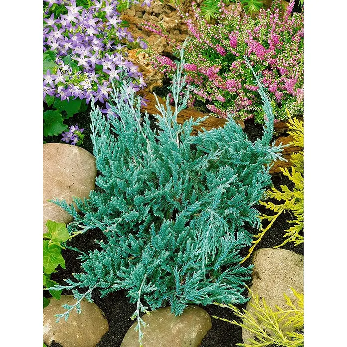Pflanzen für dich Kriechwacholder 20-30 cm - Juniperus horizontalis 'Glauca' - Nahaufnahme eines blaugrünen Kriechwacholders, umgeben von lila Glockenblumen und rosa Heidekraut in einem Garten.