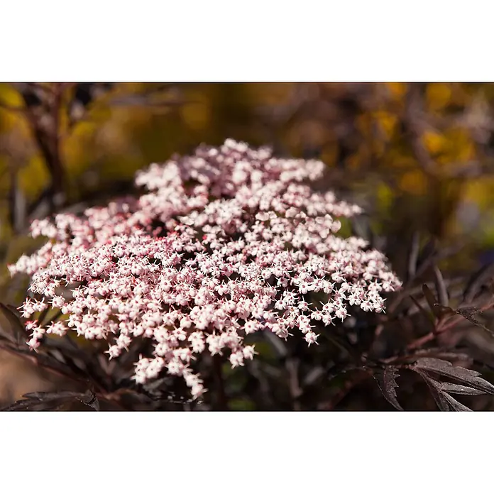Pflanzen für dich Schwarzer Holunder Schwarzer Holunder - Sambucus nigra 'Black Lace', Rosa, Aktuelle Wuchshöhe: 80 cm - 100 cm - Gruppe kleiner, blassrosa Blüten mit roten Zentren, umgeben von dunklen, gezackten Blättern.