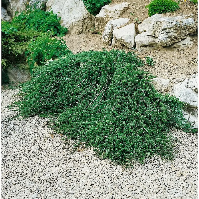 Pflanzen für dich Kriechwacholder 20-30 cm - Juniperus horizontalis 'Glauca' - Ein niedrig wachsender, ausladender grüner immergrüner Strauch, vermutlich ein Wacholder, als Bodendecker in einem Kies- und Steingarten.