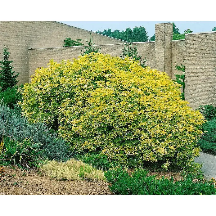 Pflanzen für dich Schwarzer Holunder 60-100 cm - Sambucus nigra, Creme, Aktuelle Wuchshöhe: 60 cm - 100 cm - Großer Strauch mit leuchtend gelb-grünen Blättern und kleinen weißen Blüten im Garten.