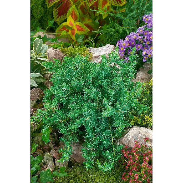 Pflanzen für dich Kriechwacholder 25-30 cm - Juniperus conferta 'Blue Pacific' - Grüne, stachelige immergrüne Pflanze in einem lebhaften Steingarten mit bunten Pflanzen.