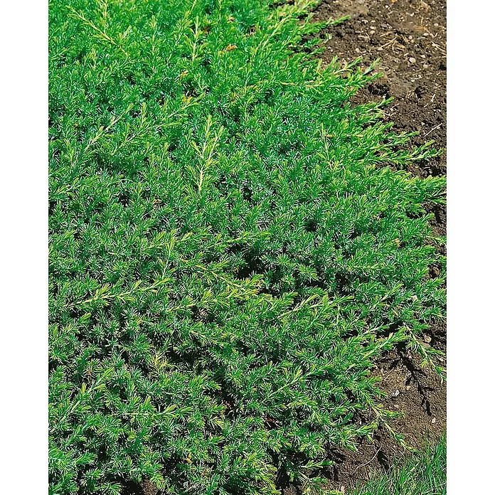 Pflanzen für dich Kriechwacholder 25-30 cm - Juniperus conferta 'Blue Pacific' - Dichte, leuchtend grüne Bodendecker-Konifere mit stacheligen Nadeln.