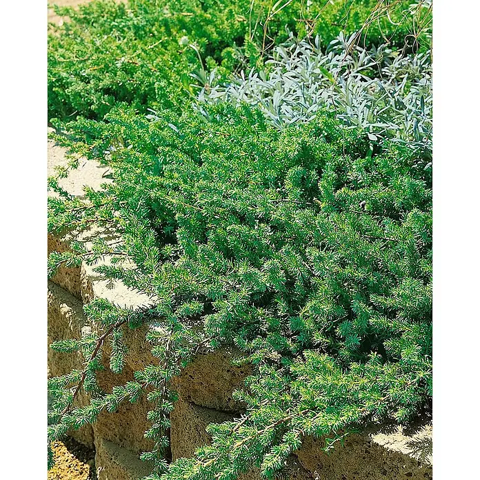 Pflanzen für dich Kriechwacholder 25-30 cm - Juniperus conferta 'Blue Pacific' - Grüne, nadelblättrige Bodendeckerpflanze, die über eine Steinmauer wächst.