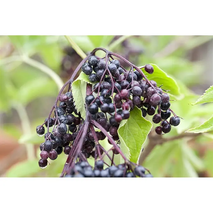Pflanzen für dich Schwarzer Holunder 60-100 cm - Sambucus nigra, Creme, Aktuelle Wuchshöhe: 60 cm - 100 cm - Dunkellila Holunderbeeren an einem Ast, teilweise mit Wassertropfen.