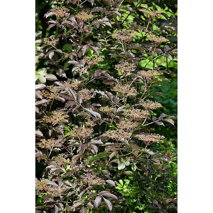 Pflanzen für dich Schwarzer Holunder 60-100 cm - Sambucus nigra, Creme, Aktuelle Wuchshöhe: 60 cm - 100 cm - Busch mit dunkelvioletten Blättern und hellbraunen, gruppierten Blütenknospen.