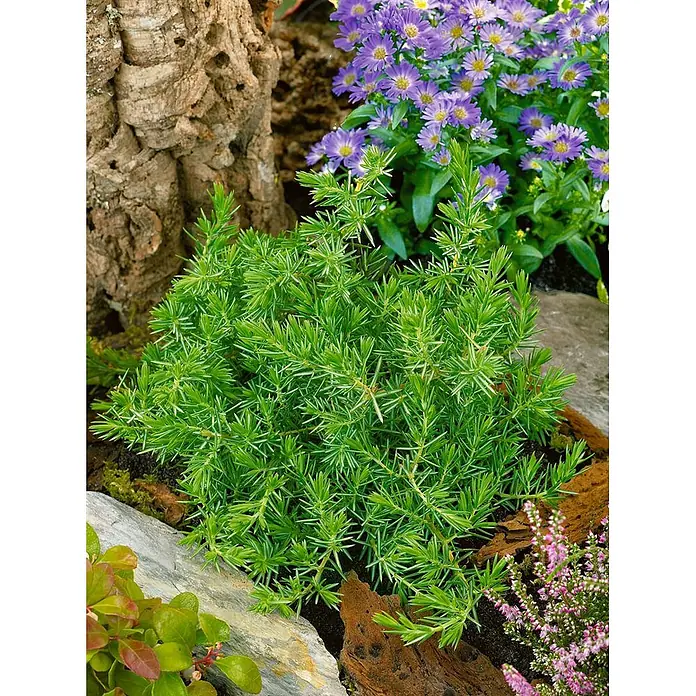 Pflanzen für dich Kriechwacholder 25-30 cm - Juniperus conferta 'Blue Pacific' - Kompakte grüne Konifere mit nadelartigen Blättern, wächst zwischen Steinen und lila Blüten im Garten.