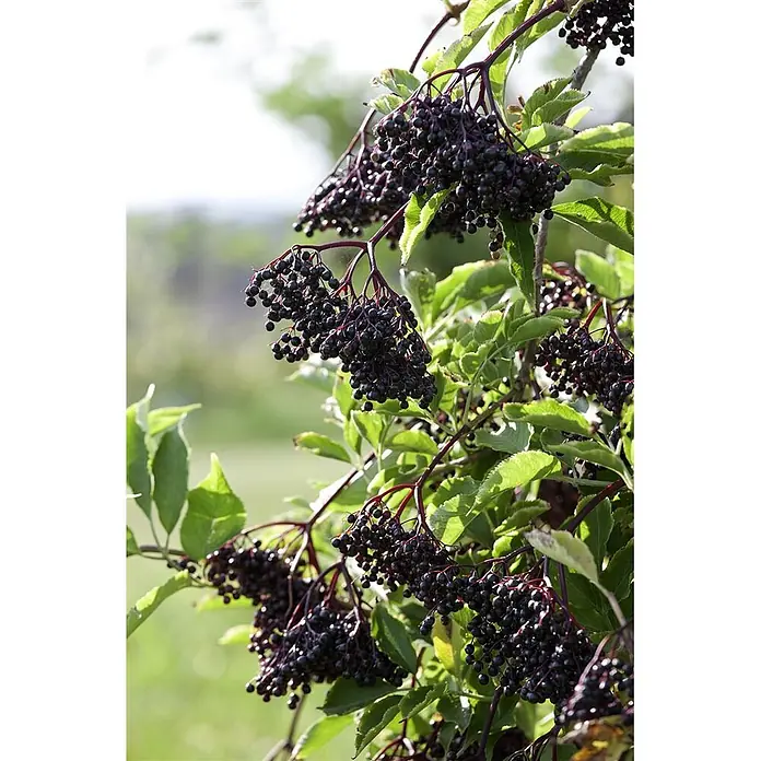 Pflanzen für dich Schwarzer Holunder 60-100 cm - Sambucus nigra, Creme, Aktuelle Wuchshöhe: 60 cm - 100 cm - Büschel reifer, dunkelvioletter Holunderbeeren hängen an grünen Zweigen mit Blättern.
