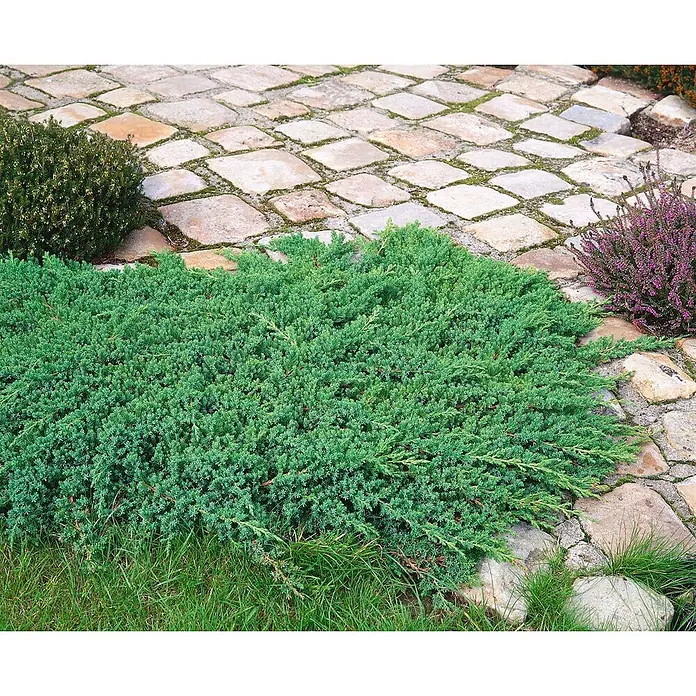 Pflanzen für dich Kriechwacholder 25-30 cm - Juniperus conferta 'Blue Pacific' - Eine leuchtend grüne, niedrig wachsende Wacholder-Bodendeckerpflanze gedeiht neben einem gepflasterten Gartenweg.
