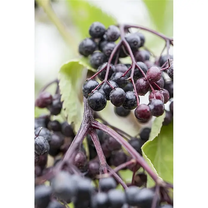 Pflanzen für dich Schwarzer Holunder 60-100 cm - Sambucus nigra, Creme, Aktuelle Wuchshöhe: 60 cm - 100 cm - Bündel dunkler Holunderbeeren an rotbraunen Stielen.