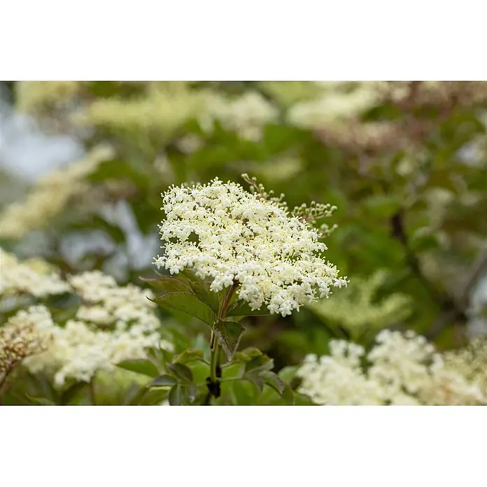 Pflanzen für dich Schwarzer Holunder 40-60 cm - Sambucus nigra 'Haschberg', Creme, Aktuelle Wuchshöhe: 40 cm - 60 cm - Weißes Blütenbüschel mit kleinen gelben Staubblättern und grünen Blättern.