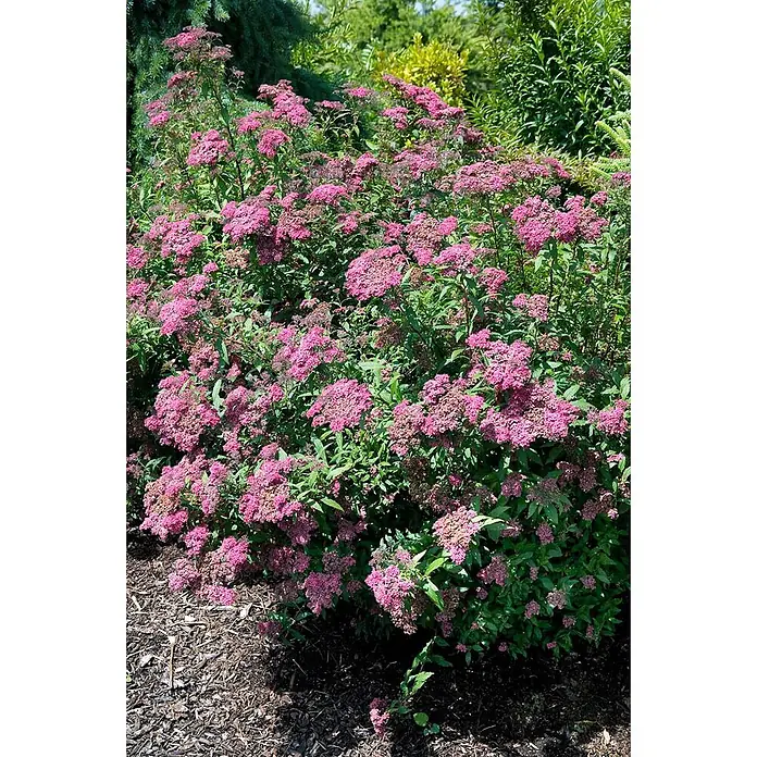 Pflanzen für dich Japanische Prachtspiere 20-30 cm - Spiraea japonica 'Dart's Red', Aktuelle Wuchshöhe: 20 cm - 30 cm - Zierstrauch dicht bedeckt mit Büscheln kleiner rosa Blüten und grünen Blättern.